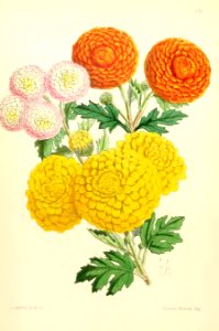 1867 Vol VI Plate 331