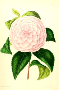 1867 Vol VI Plate 330