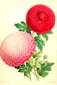 1867 Vol VI Plate 328