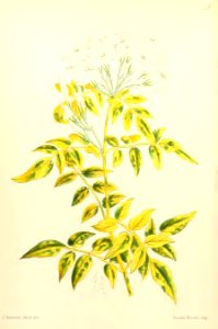 1867 Vol VI Plate 327