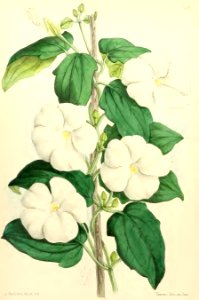 1867 Vol VI Plate 326