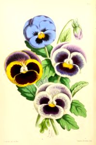 1867 Vol VI Plate 324