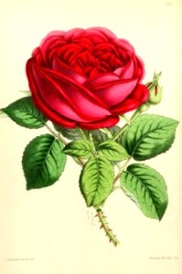 1867 Vol VI Plate 323