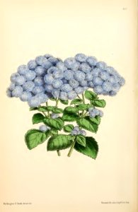 1869 Vol VIII Plate 462