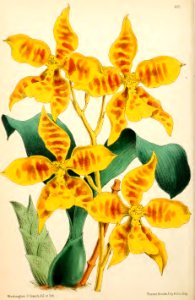 1869 Vol VIII Plate 461