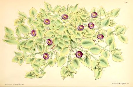1869 Vol VIII Plate 460