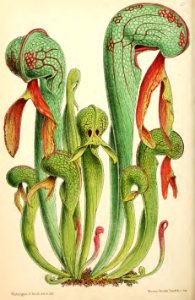 1869 Vol VIII Plate 457
