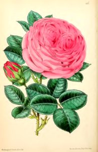 1869 Vol VIII Plate 456