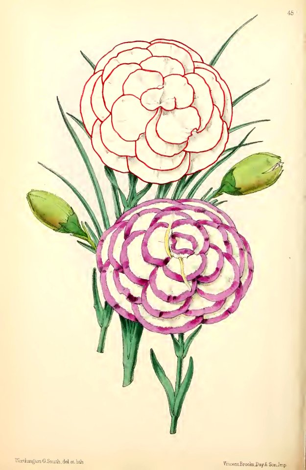 1869 Vol VIII Plate 455