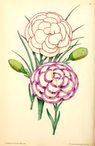 1869 Vol VIII Plate 455