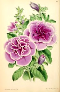 1869 Vol VIII Plate 458