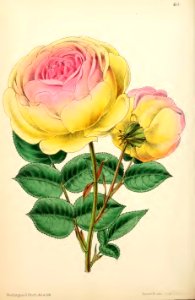 1869 Vol VIII Plate 454