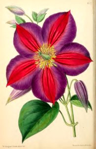 1869 Vol VIII Plate 453