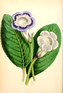 1869 Vol VIII Plate 452