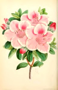 1869 Vol VIII Plate 451