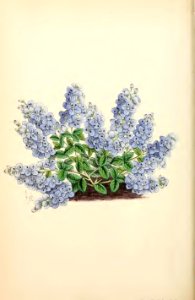 1869 Vol VIII Plate 450