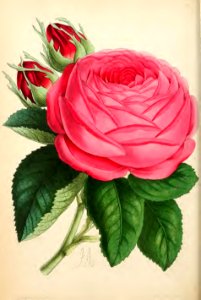 1869 Vol VIII Plate 449