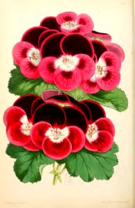 1869 Vol VIII Plate 448