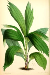 1869 Vol VIII Plate 446