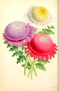 1869 Vol VIII Plate 445