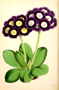 1869 Vol VIII Plate 444