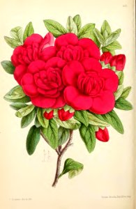 1869 Vol VIII Plate 443