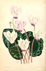 1869 Vol VIII Plate 442