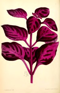 1869 Vol VIII Plate 441