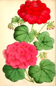 1869 Vol VIII Plate 440
