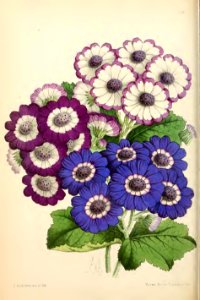 1869 Vol VIII Plate 438