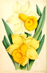 1869 Vol VIII Plate 439