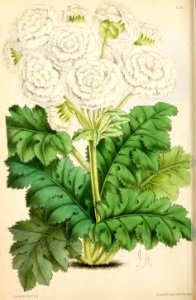 1869 Vol VIII Plate 436