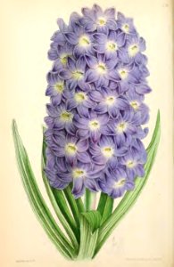 1869 Vol VIII Plate 434