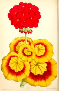 1869 Vol VIII Plate 435
