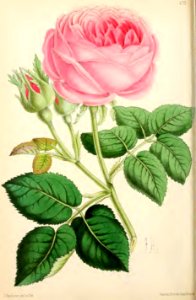 1869 Vol VIII Plate 433