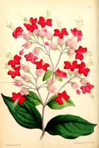 1869 Vol VIII Plate 432