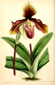 1869 Vol VIII Plate 431