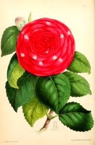 1869 Vol VIII Plate 430