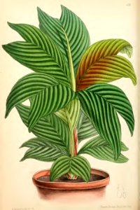 1869 Vol VIII Plate 428