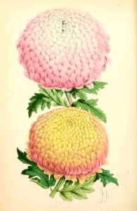 1869 Vol VIII Plate 427