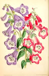 1869 Vol VIII Plate 425