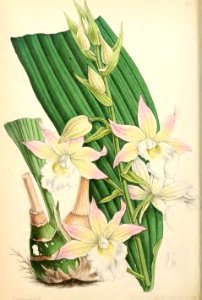 1869 Vol VIII Plate 426