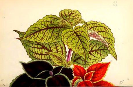 1869 Vol VIII Plate 423