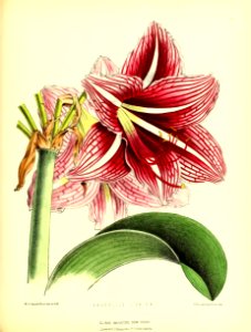 1875 Plate 153