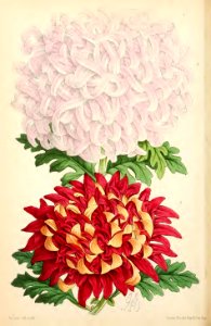 1869 Vol VIII Plate 422