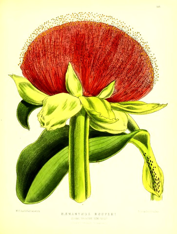 1875 Plate 148