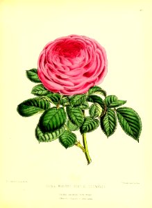 1872 New Series Plate 48