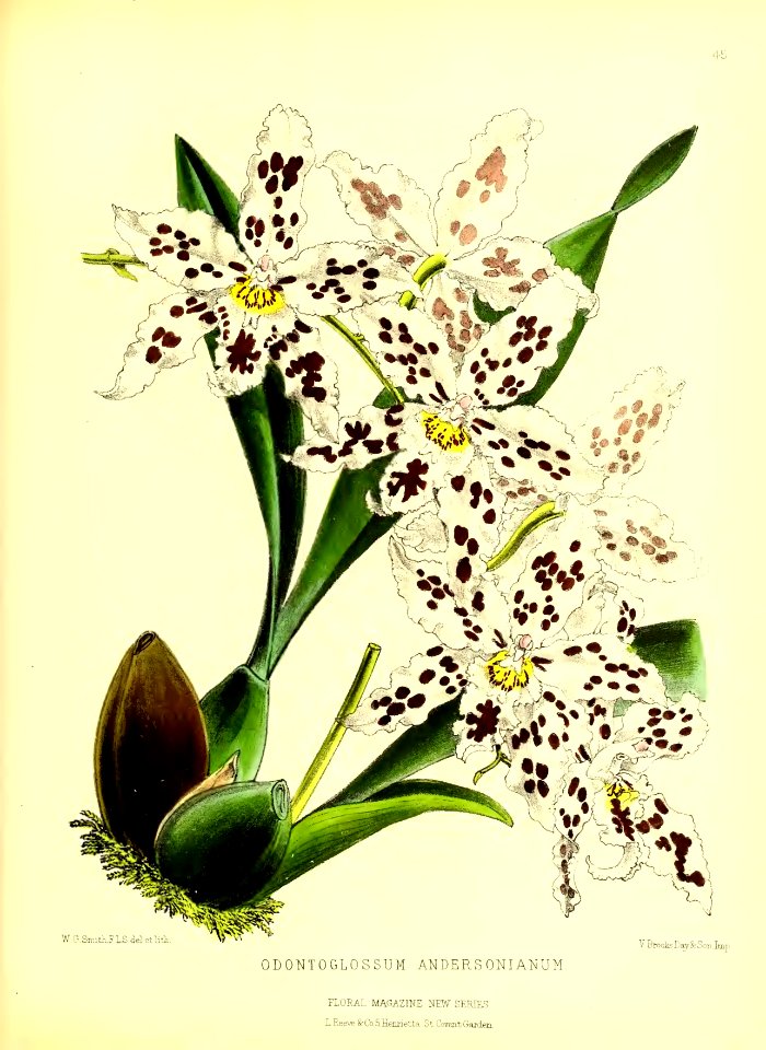 1872 New Series Plate 45
