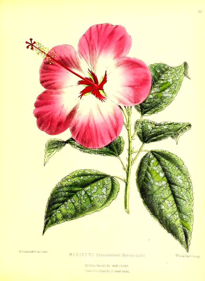 1872 New Series Plate 46