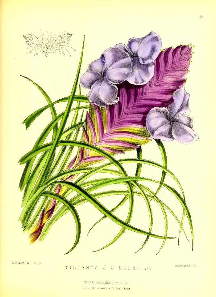 1872 New Series Plate 44